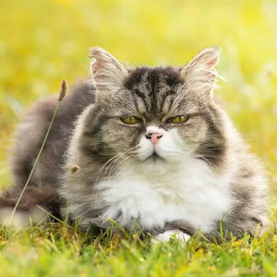 Osteoartritis en la clínica diaria en gatos