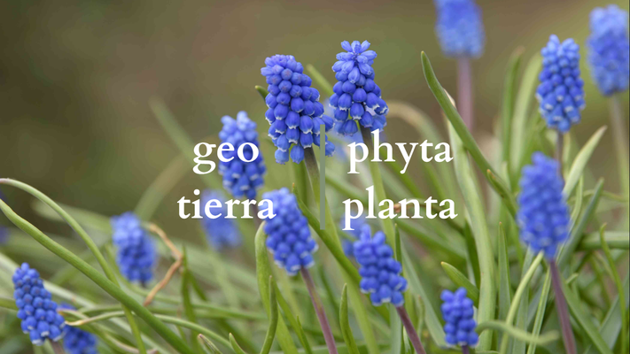 "Mas plantas, Menos gastos" Charla 1: Bulbos / GRABACIÓN